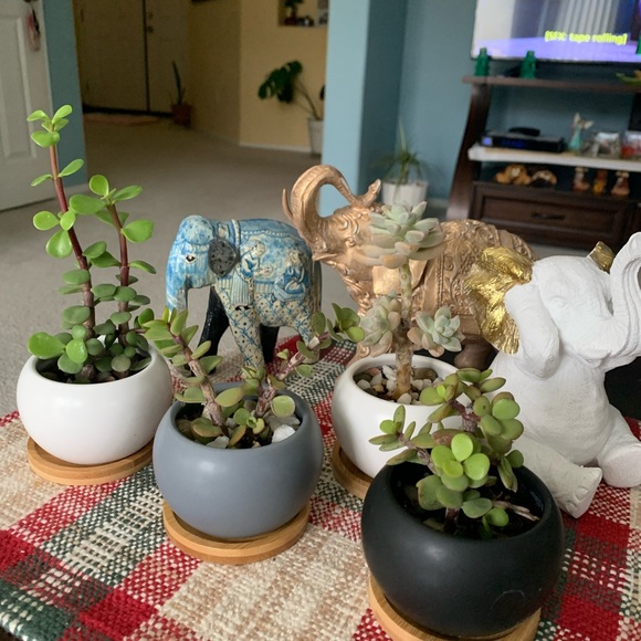 Ceramics flower pots🌵🌼🌺 - Picture 6 of 7